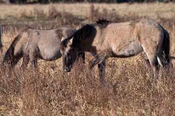 Herd of wild Polish horses in autumn pasture, Marchegg, Austria