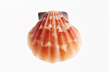 Isolated seashell on white background 