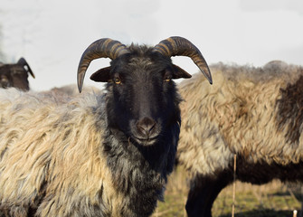 Several brown shaggy sheep with horns stand together in a herd in winter against a white background outdoors in agriculture