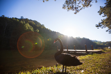 Black swan and sunset light that shines down in the evening at Pang Ung, Mae Hong Son Thailand. Tourist attraction © xreflex