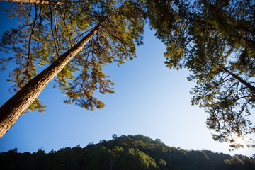 View from the bottom Many pine trees, mountain and blue sky background and light that shines down in the evening at Pang Ung, Mae Hong Son Thailand