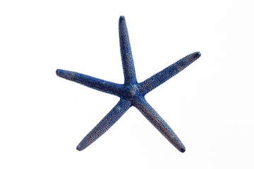 Isolated blue starfish on white background 