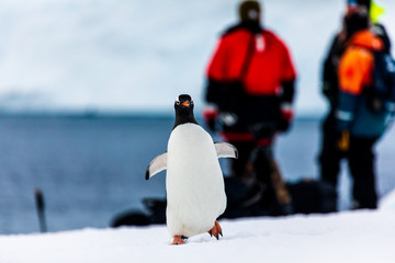 Photographers in Antarctica photography expedition watching a penguin walk on the ice and snow © Gabi