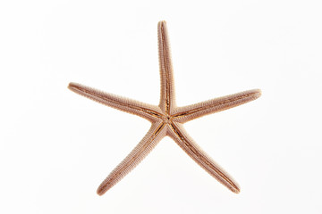 Isolated starfish on white background 
