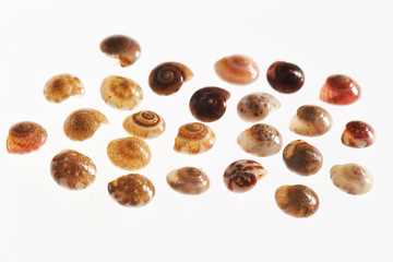 Various seashells on white background 
