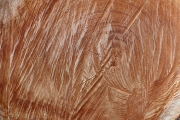 texture of fur