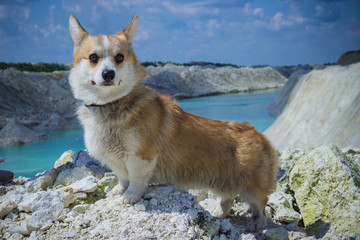 Corgi dog portrait on river background