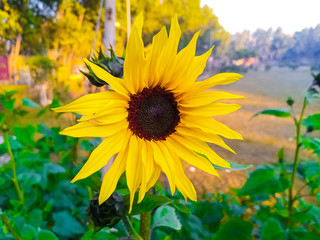 sunflower in the garden