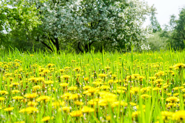 field of dandelions on a bright green background, spring wallpaper