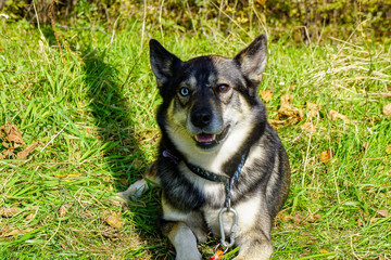 Mongrel gray-black dog on a green summer background, mongrel with different eyes, blue and brown, heterochromia mutation
