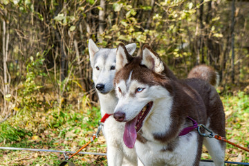 two husky dogs on a green summer background, white, gray, brown and red, cute and shaggy animals, portrait, look to the side, profile photo