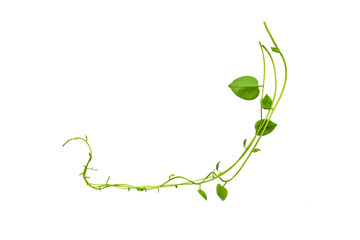 Heart shaped green leaves twisted vines liana jungle plant isolated on white background with clipping path