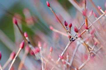 ドウダンツツジ