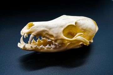 Naklejka premium fox skull in profile, on black dark background
