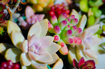 カラフルな多肉植物の群れ