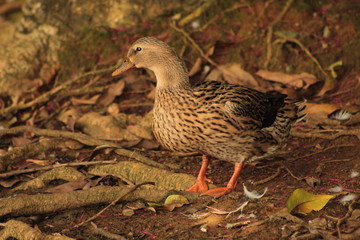 Pato Rosa