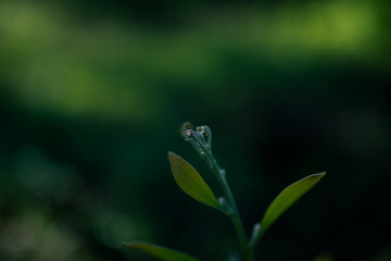 Beautiful green plant with water droplet and bokeh