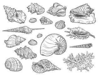 Seashells and corals. Vector isolated monochrome ocean mollusks sketches. Exotic shells, cockles and turret, scallop