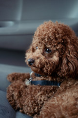 Toy poodle dog closeup portrait