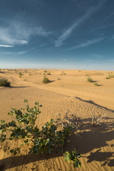 Desert landscape at the Emirates
