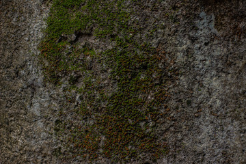 concept and background texture - plants that live on the wall.