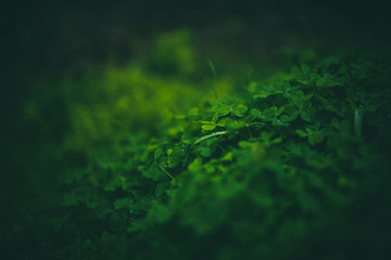 Beautiful green clovers with bokeh