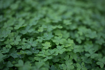 Beautiful green clovers with bokeh