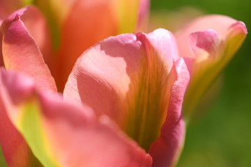 Tulip  close up