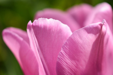 Tulip  close up