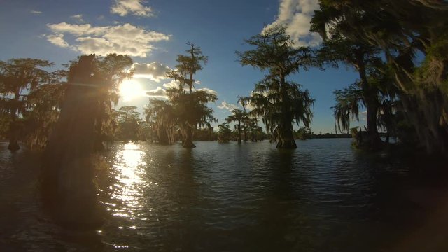 Lake Martin Cajun Swamp in spring near Breaux Bridge, Louisiana - shot from boat