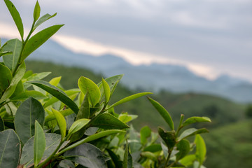 field of tea in the early morning