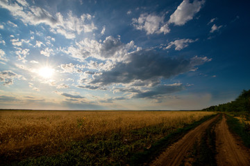 Obraz premium a field of Golden wheat is sprouting in the rays of sunset, and Cirrus clouds are floating in the sky