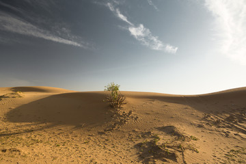 Desert landscape at the Emirates