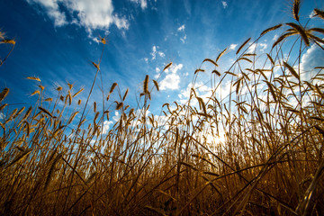 a field of Golden wheat is sprouting in the rays of sunset, and Cirrus clouds are floating in the sky
