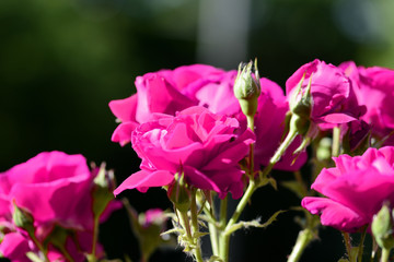 Obraz premium Beautiful bright pink roses lit by the bright sun in a summer garden close-up