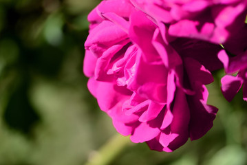 Beautiful bright pink rose flower lit by the bright sun in a summer garden close-up
