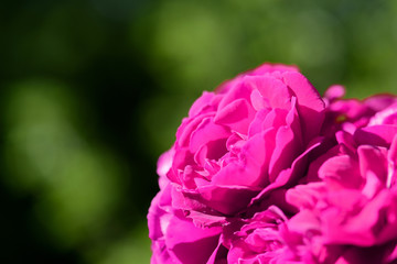 Beautiful bright pink rose flower lit by the bright sun in a summer garden close-up