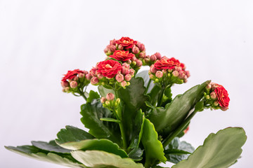 Calandiva with beautiful red flowers on a white background