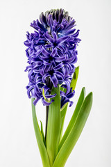 Blue Hyacinth flower isolated on white background, close up