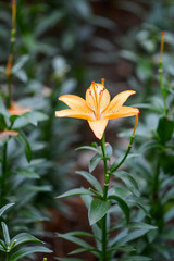 Beautiful flowers in the garden.