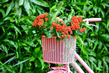 Beautiful flowers in the garden.