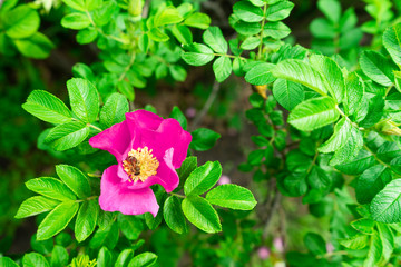 Honey bee drink nectar from flowers and pollinating them.