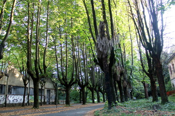 2019.09.28 - Limbiate, Milan, Italy, photographic reportage asylum in Mombello, abandoned psychiatric hospital, tree-lined avenue with tall trees
