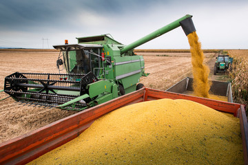 Combine transferring soybeans after harvest