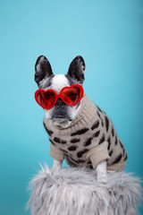 French bulldog breed dog with red heart glasses and dress looking towards camera on blue background Isolated image. Valentines day concept.