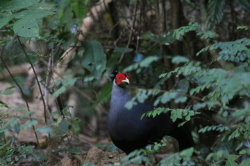 pheasant in the forest