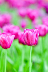 Beautiful flowers in the garden.