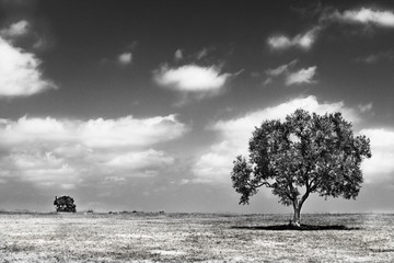 Obraz premium Landscape with olive tree