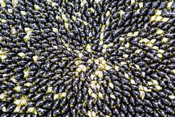 Sunflower seeds, close-up. Horizontal orientation, selective focus, top view.