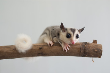 フクロモモンガ